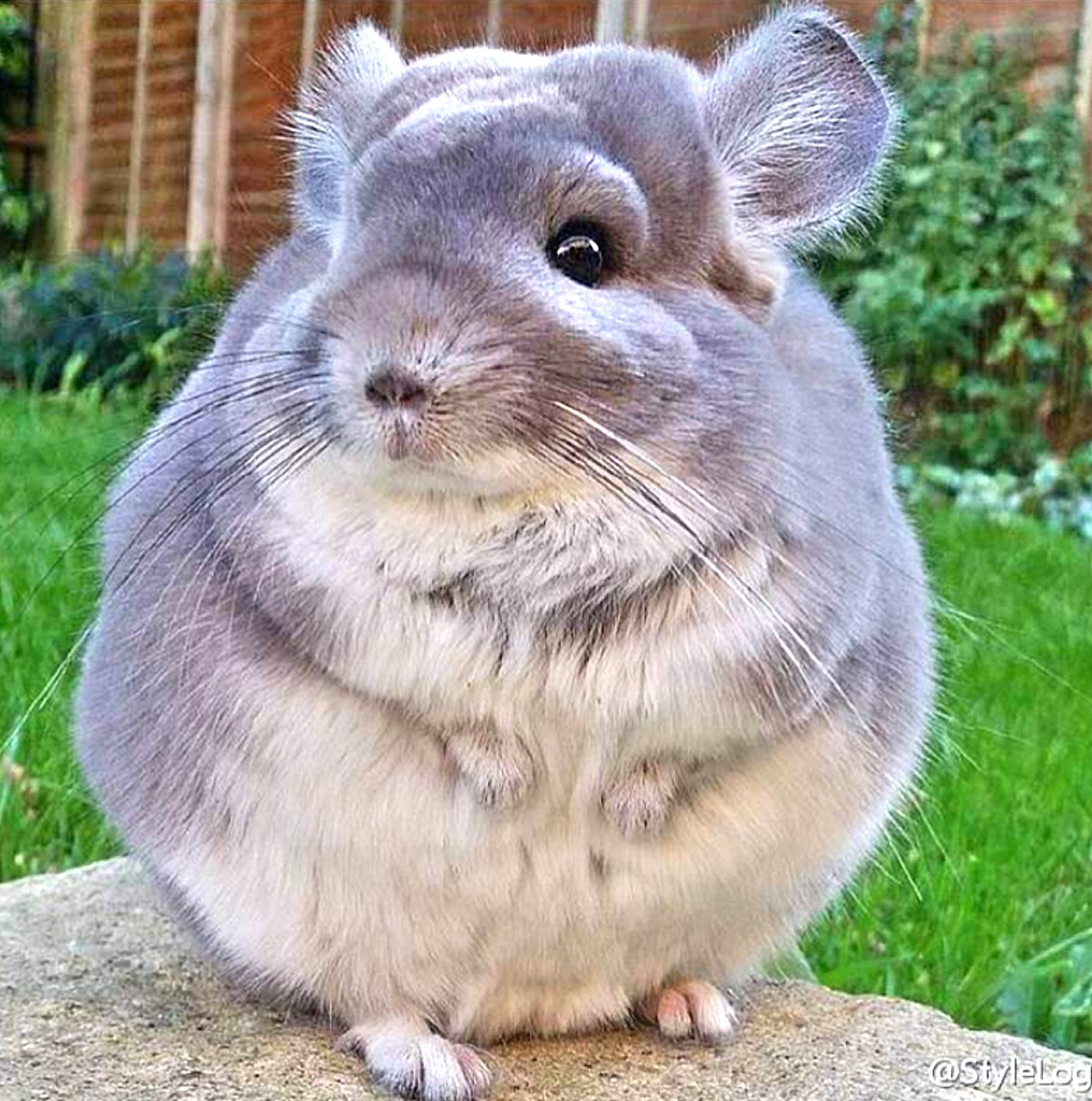 Chinchillas are very sensitive to heat and humidity and can easily