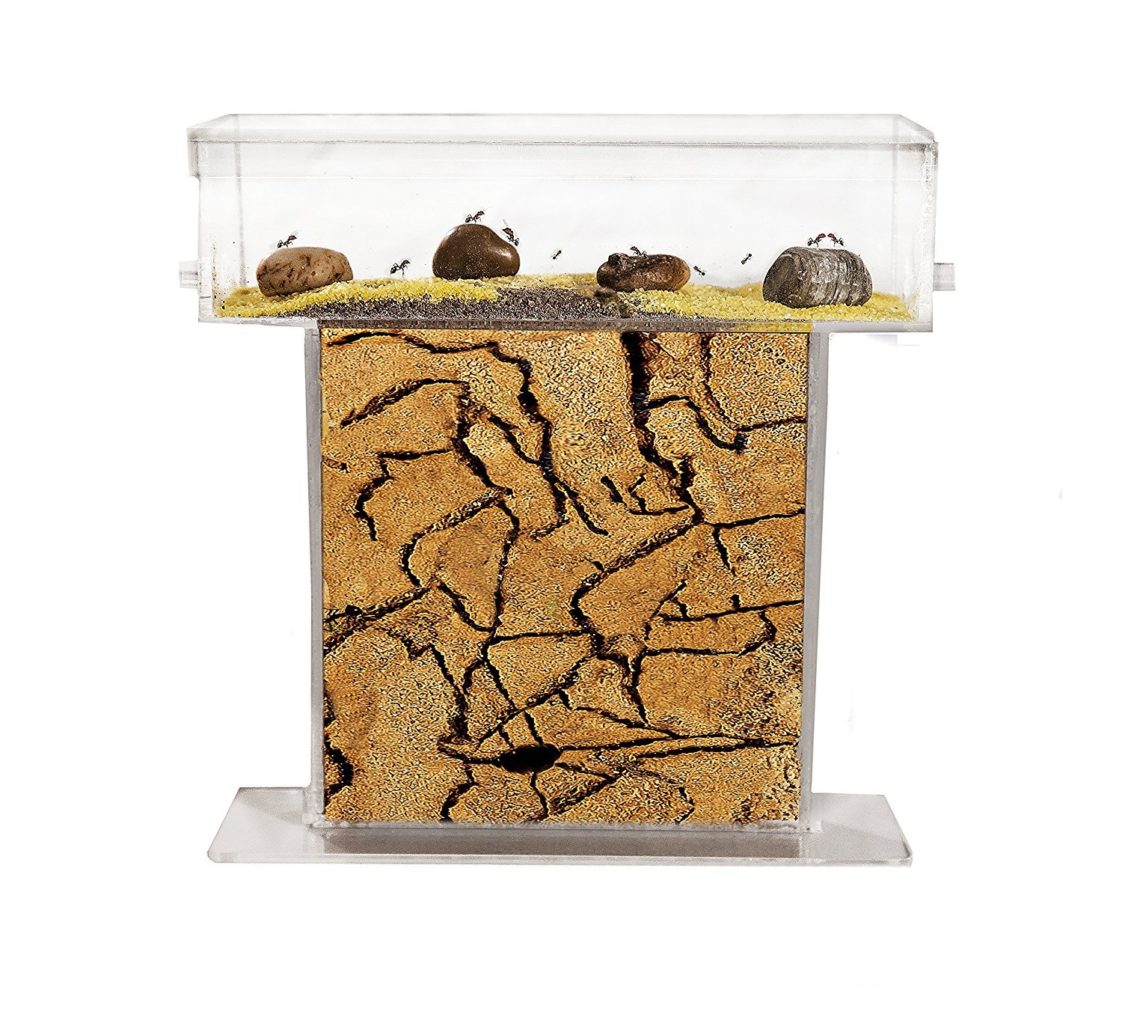 You Can Now Create Your Own Ant Farm From Home - Pawsify