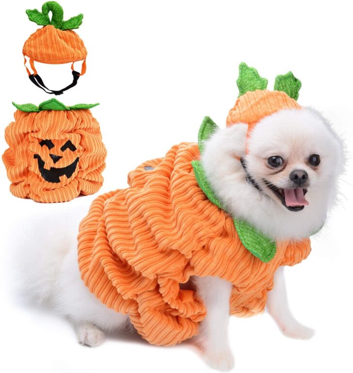 10 Best Dog Halloween Costumes Pawsify